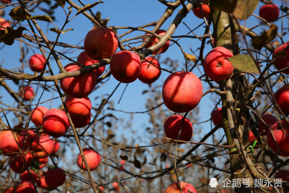 陕西57岁苹果大叔种了30多年苹果，冬日暖阳晒苹果，越晒越甜墨墨背单词上限什么用