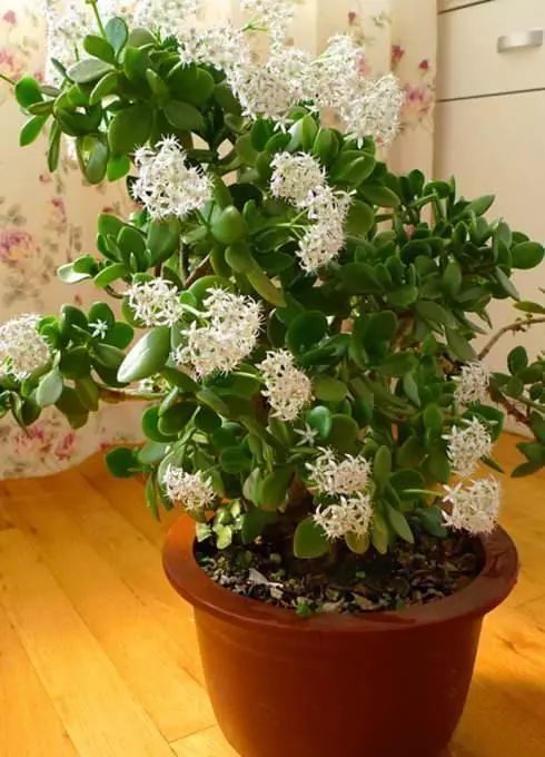 1,小结叶片的落下,与根系不良有直接因素玉树原产于非洲,国内的品种都