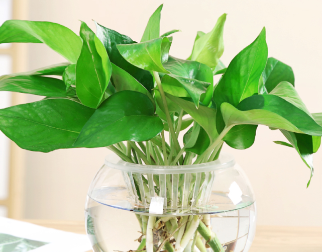 水培绿萝几天换水1次|水培绿萝|绿萝|水培植物