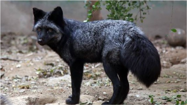 罕见银黑狐现身北京门头沟