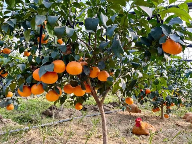 本地柑橘新品红美人进入采摘期