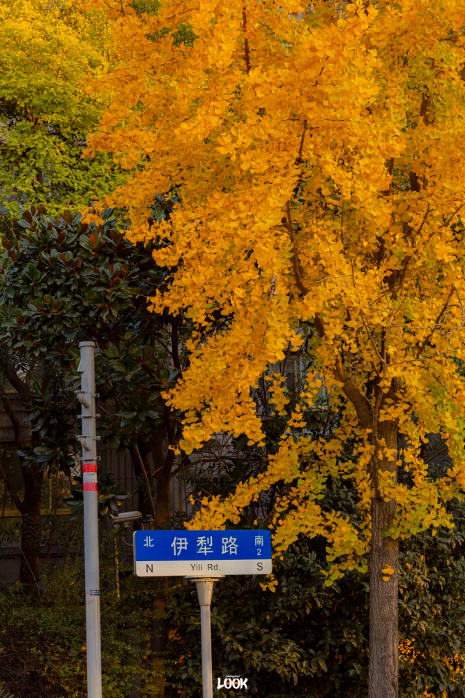 上海银杏大道·伊犁路01"一年好景君须记,最是橙黄橘绿时"part.