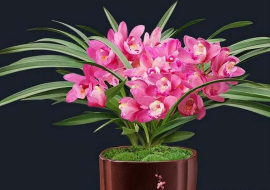 香妃兰被誉为香花之首,花色艳丽,香气扑鼻,花期长容易养