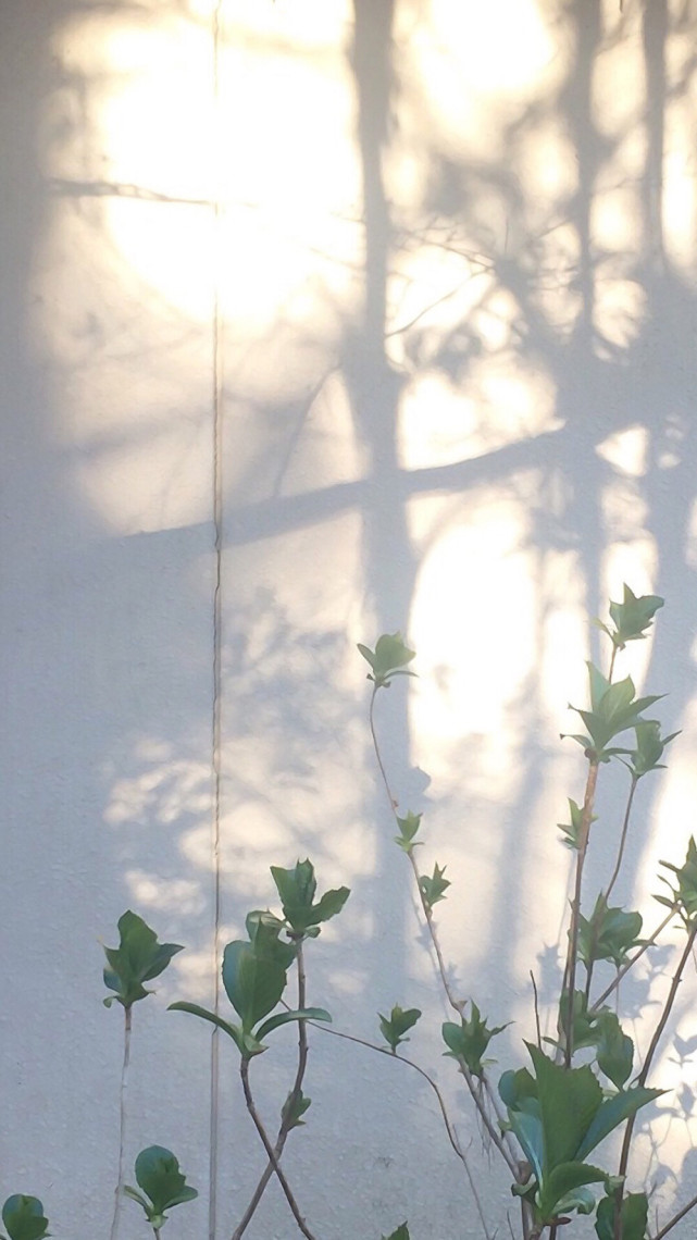 ins绿色壁纸唯美