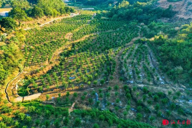 "我们现在的油柑种植面积2100多亩,接下来我们计划再种3000亩,目前