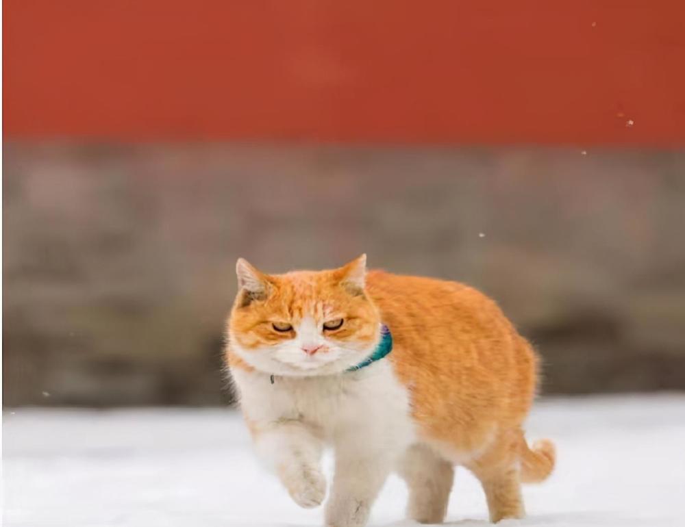 宫猫图鉴她在故宫撸猫8年揭开故宫600年宫猫往事
