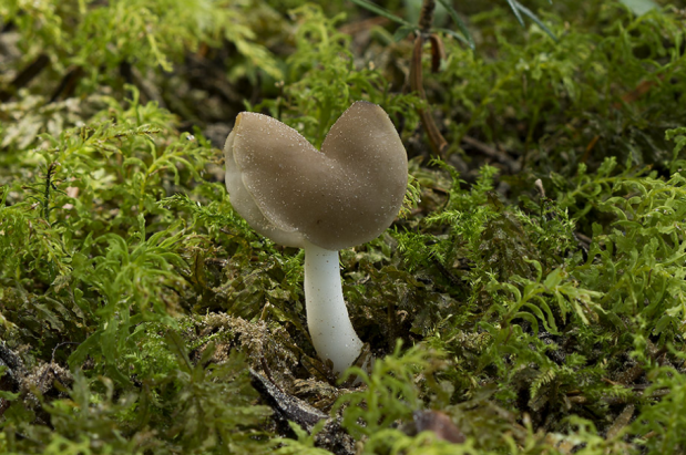 荒野维生野菜系列—马鞍菌