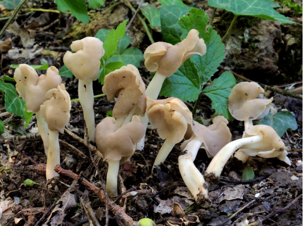 荒野维生野菜系列—马鞍菌