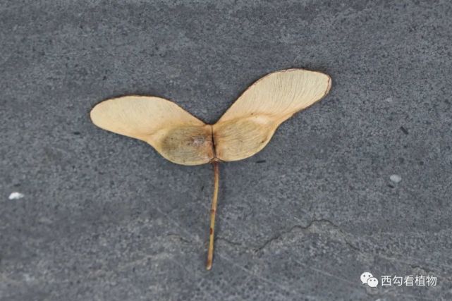 这个是元宝枫的翅果,完整的果实是一对,整体看非常像元宝,但是成熟后