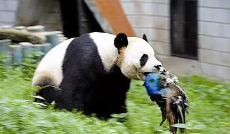 陈军说,大熊猫捕杀孔雀就像猫捉老鼠一样,上演"捉放曹"游戏,他还是