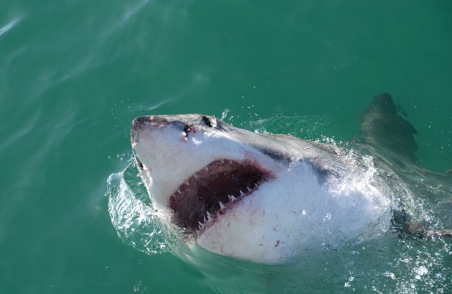 大白鲨咬合力有多强?