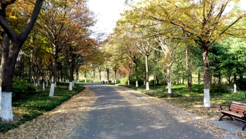 在淮安市区钵池山公园内,榉树,乌桕,水杉都披上了新装,在林荫道下
