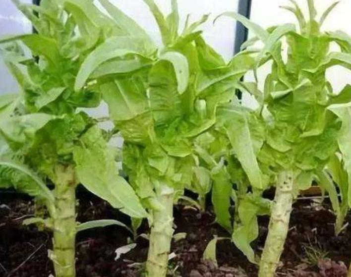 的朋友会说膨大素,胺鲜酯,赤霉素等,其实这些都是属于植物生长调节剂