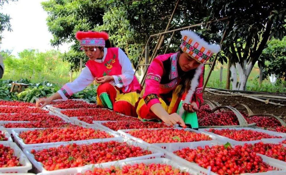 纳雍总溪河樱桃节图片