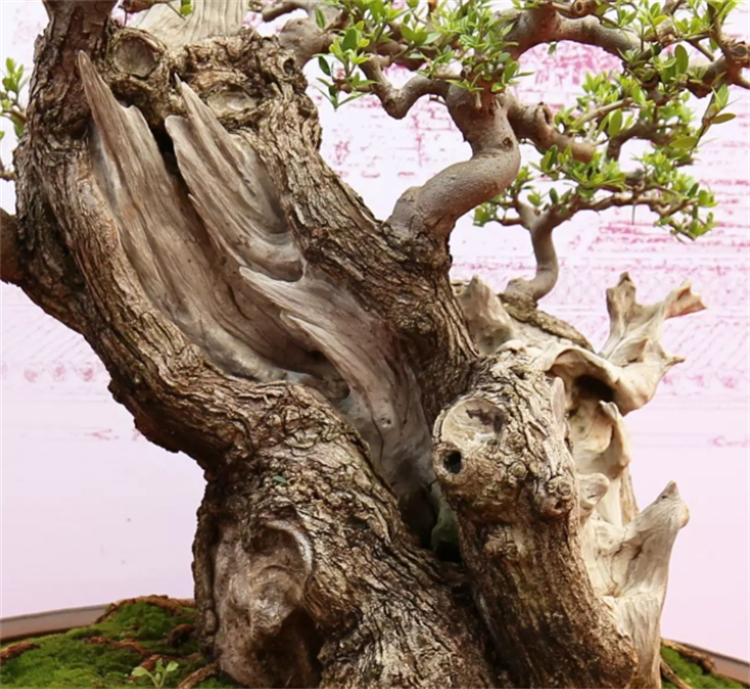 其中的"鬼"字有奥妙,做盆景很受欢迎_腾讯新闻