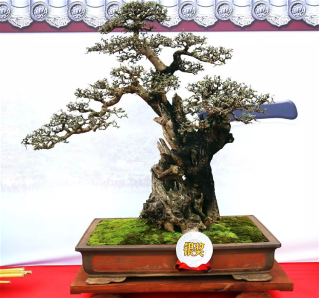 尖叶木樨榄为什么叫鬼柳其中的鬼字有奥妙做盆景很受欢迎