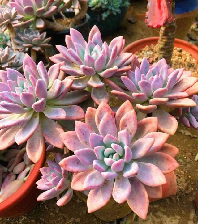 多肉"奥普琳娜",比冬美人皮实,老桩更漂亮!