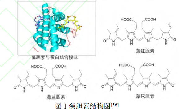 如图 1 所示,藻胆素是一类线性开链的四吡咯环化合物,根据藻胆蛋白