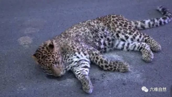 四川一网友发现一头受伤金钱豹,躺在路中间不能动弹,并非杭州出逃的