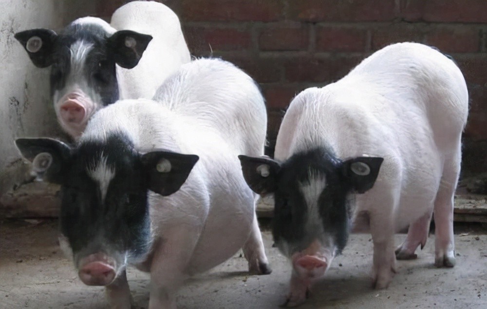 巴马香猪口蹄疫的诊断和治疗方法