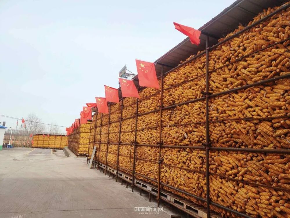 苞米楼子像城墙科学储粮助增收