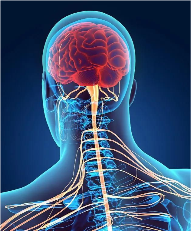 植物神经紊乱前期会有症状吗