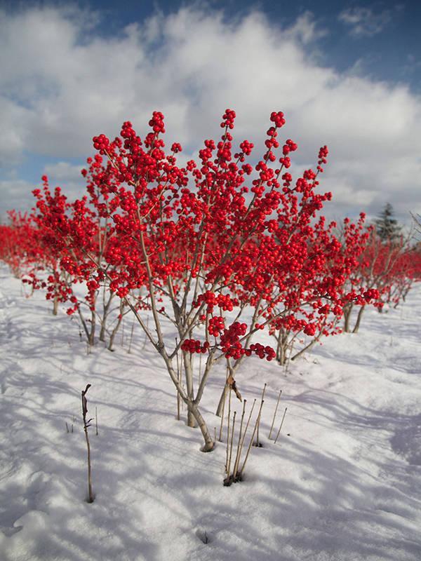 北美冬青好看好养又耐寒冬天红果挂满树200天不落