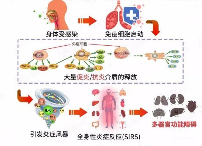 发热,血中白细胞的变化等全身的炎症反应,可造成神经—免疫,神经-内