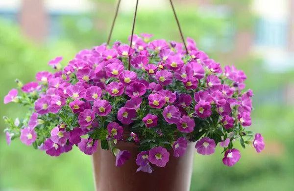 百万小铃的栽种需要人的耐心细致的呵护,但它的花期长达数月,养殖得当