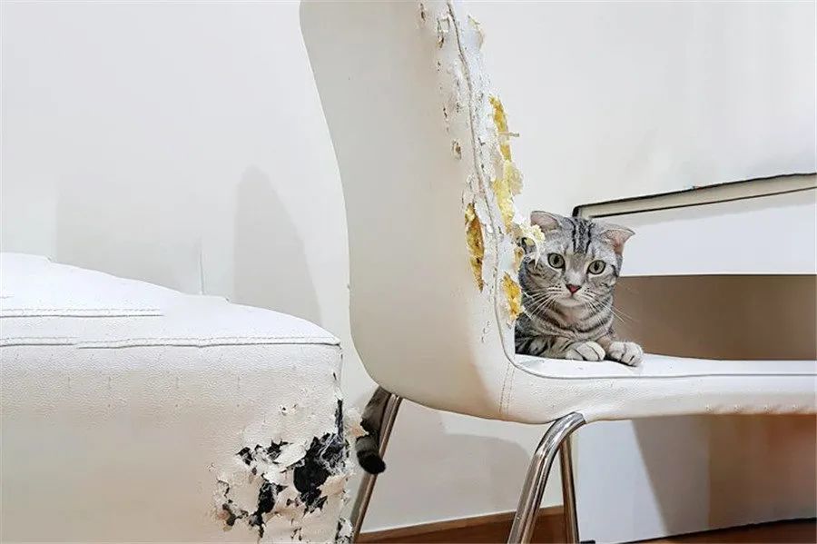 猫咪喜欢乱抓家具怎么办?