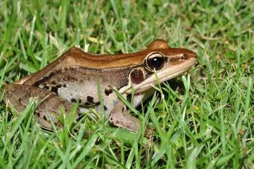 开庭说法老李买了142只犁头拐然后悲剧了