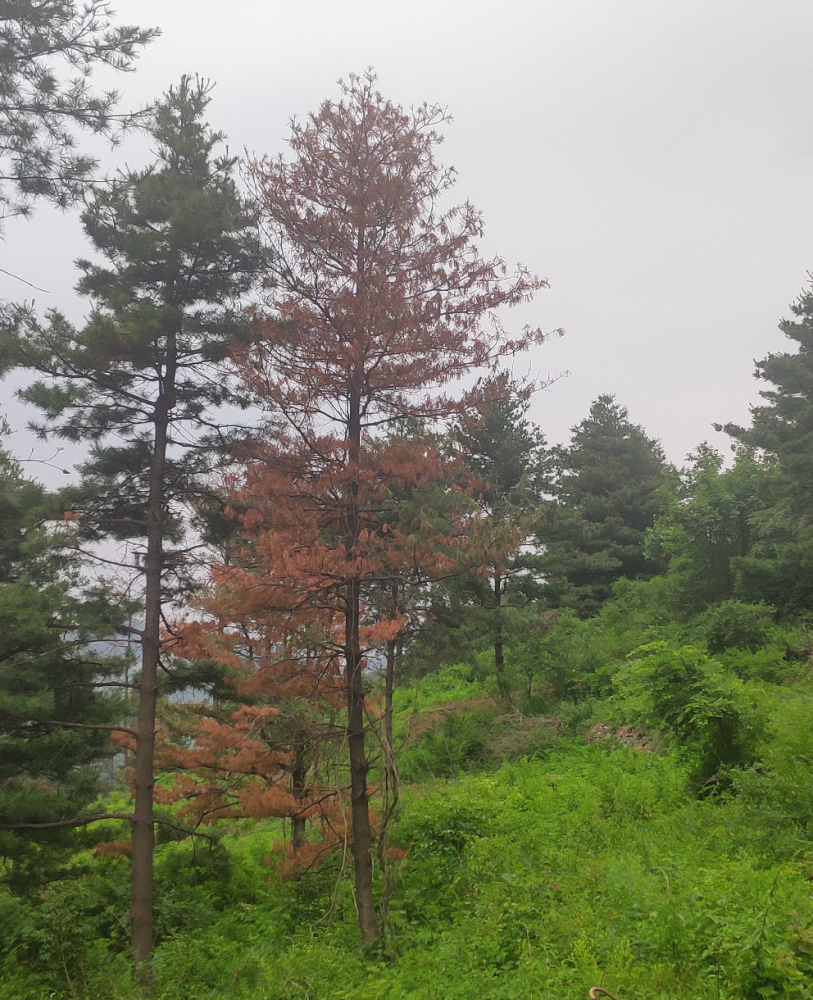 林草科技高抗马尾松抗病机理研究获得新发现