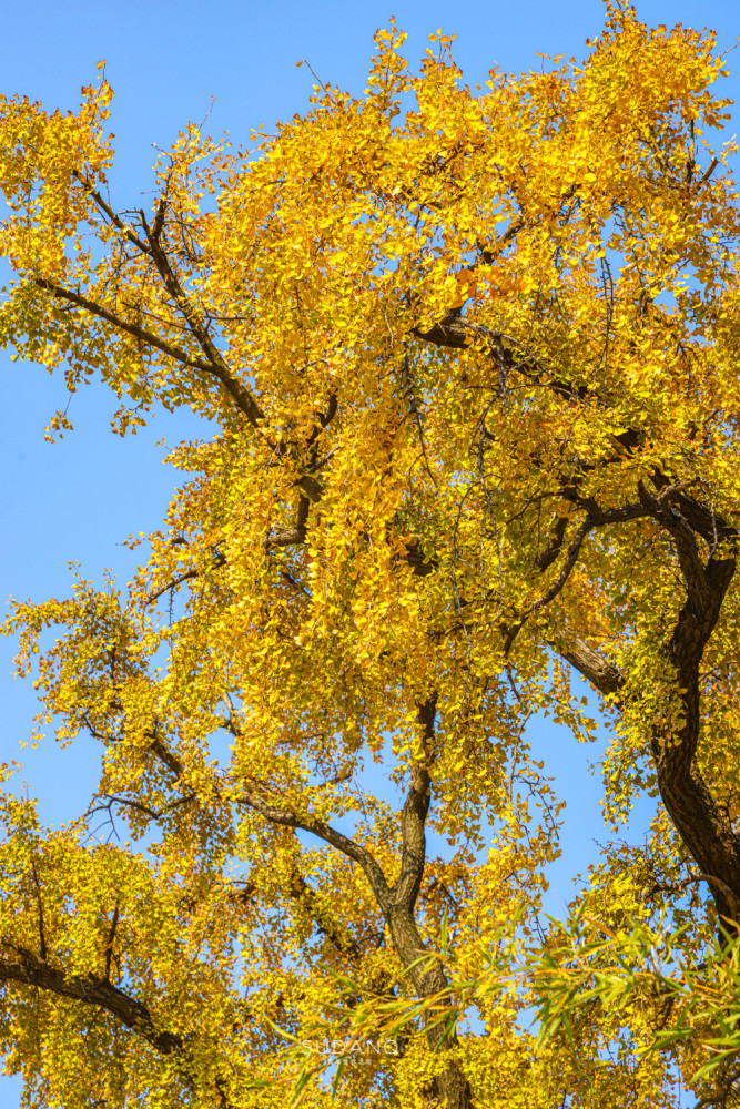 武汉最古老的一棵树迄今530余年被誉为武汉秋天最美的树