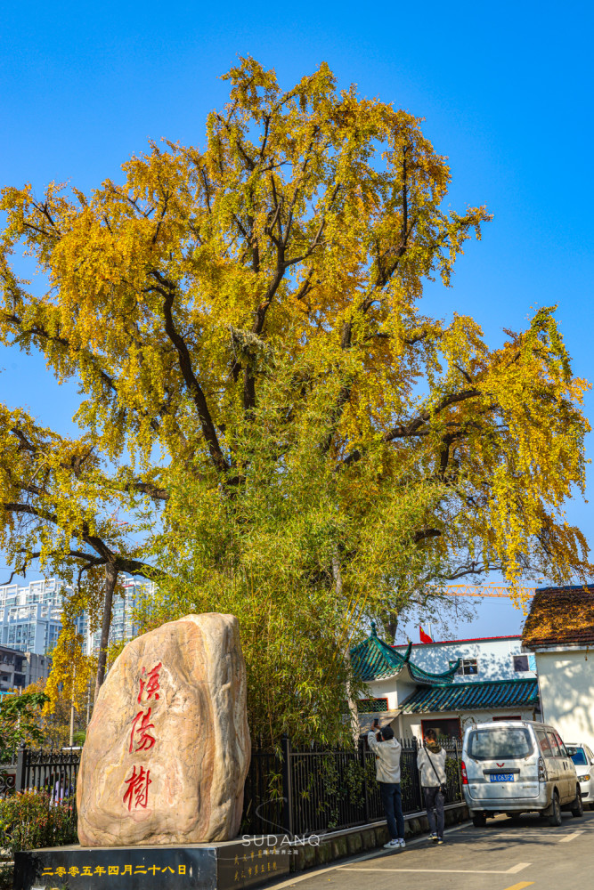 武汉最古老的一棵树迄今530余年被誉为武汉秋天最美的树