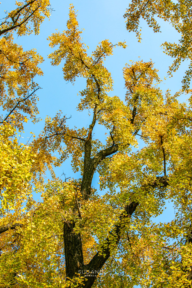 武汉最古老的一棵树迄今530余年被誉为武汉秋天最美的树