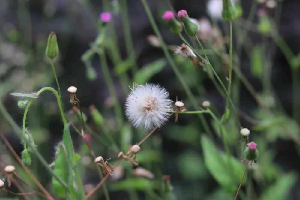 御风放肆路灯明亮总是让人觉得在夜色朦胧之中有一丝安慰与寄托日落