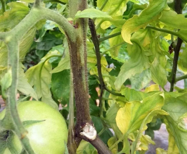 番茄茎秆发黑对症用药防治