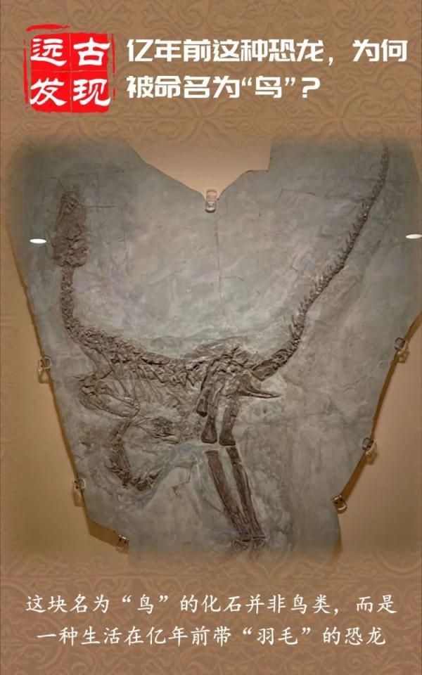 轰动古生物界的"中华龙鸟",是龙还是鸟?|古生物|恐龙|化石