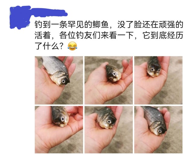 猫头鱼身图片