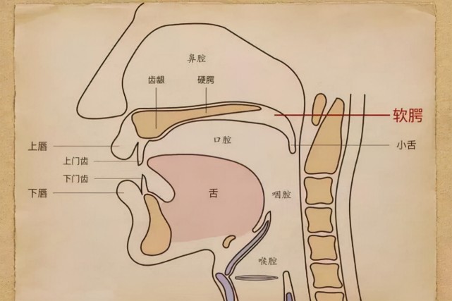 声乐发声口腔图图片