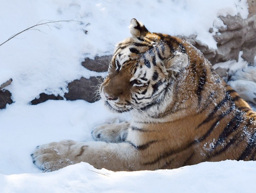 在俄罗斯远东森林中位于生态系统顶端的阿穆尔虎(在中国称东北虎)生存