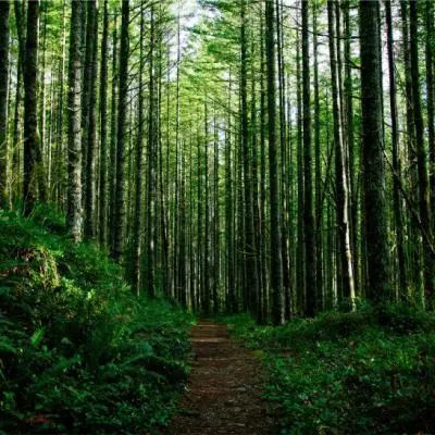 头像|森林头像_腾讯新闻