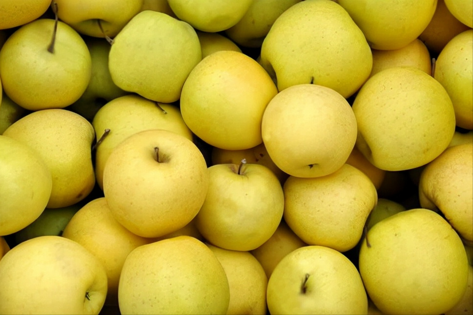 黄色苹果迎来黄金时刻5个知名黄色苹果品种你更看好哪一个