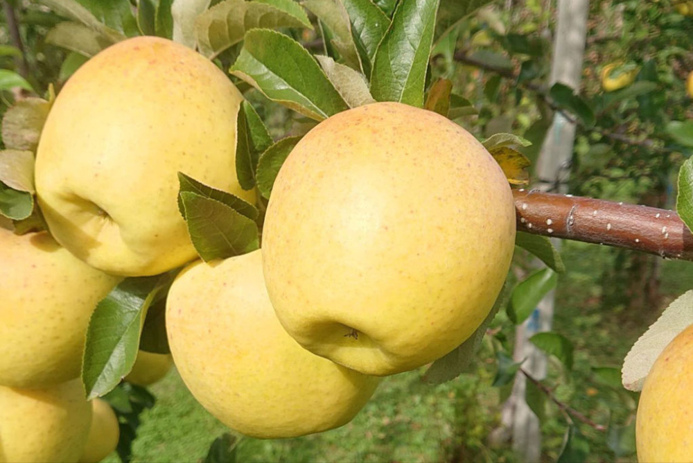 黄色苹果迎来黄金时刻5个知名黄色苹果品种你更看好哪一个
