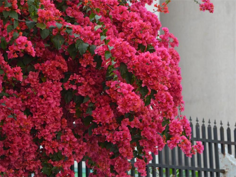 三角梅变身"蟒蛇",爬上7层楼,身高几十米,花海花瀑布