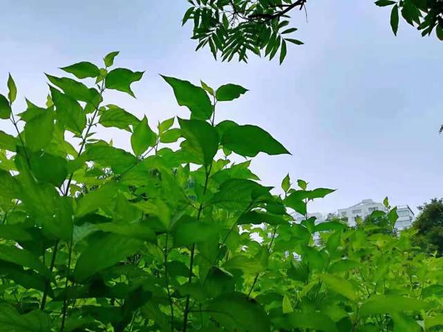 柳絲嫋嫋風繅出,草縷茸茸雨剪齊.色嫩似將藍汁染,葉齊如把剪刀裁.