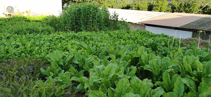 警营"小菜园"喜获丰收_腾讯新闻