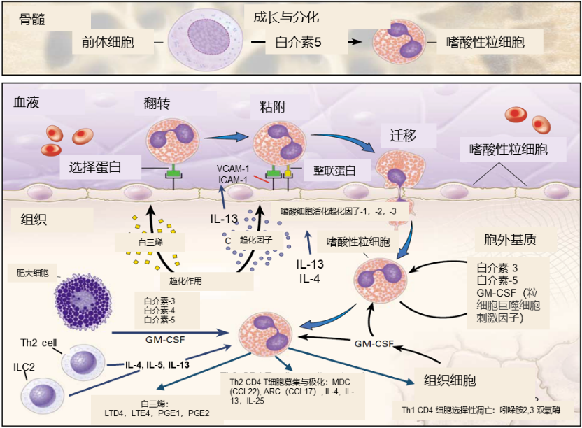 淺談2型炎症型疾病中嗜酸粒細胞增多的現象與原理