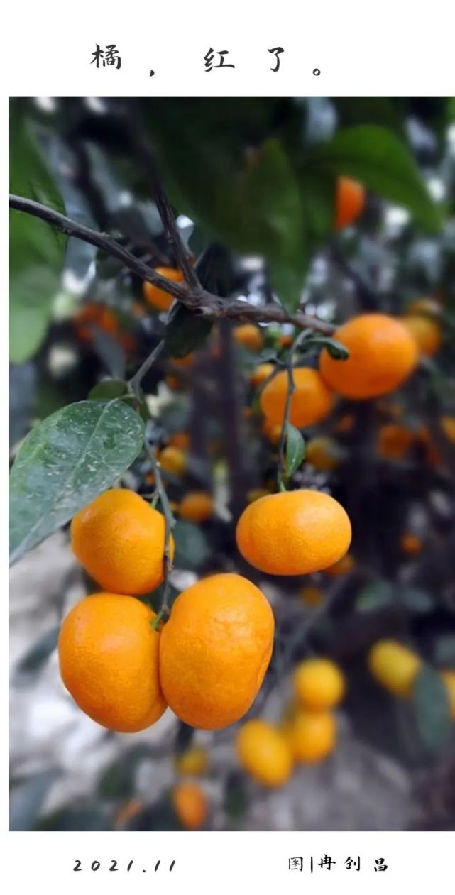 "橘白花赤实,皮馨香有味"红色的果实""为橘子的本色它象征着温暖,光明