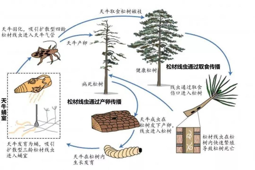 松材線蟲病,松褐天牛和松樹三者之間的關係